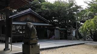 神社で聞く夏の蝉の声