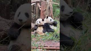 In a serene tableau, the panda hehua and its younger sibling panda heye lean back to back