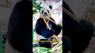 萌二又出新技能，想过鼻子掰竹子，可没想到他鼻头掰竹子 #大熊猫 #panda