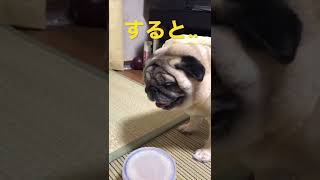 【パグ 】僕は怒ってます！いたずらを注意され可愛い抗議のパグ 犬＃shorts