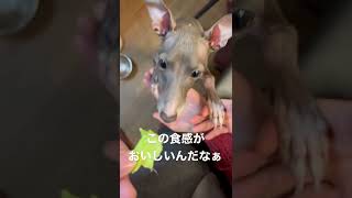 大好物はキャベツ！キャベツが好きな犬【イタグレ】#shorts