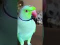 Mitthua ki Ex girlfriend🤣 ne dekha cute #fun Mitthua Talking #ringneck parrot 😹Say op #replay 😎 swag