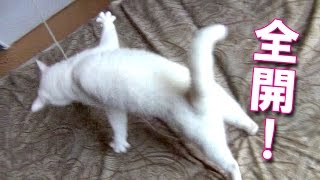 やる気 全開の白猫ユキ!! White cat Yuki is absorbed in play