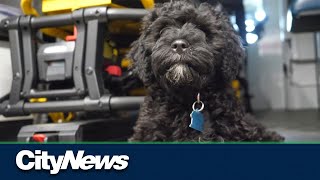 The Kahnawake Fire Brigade hires new office puppy