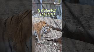 목소리가 우렁찬 금강이 울면서 할거하기 #시베리아호랑이 #금강이 #서울대공원_동물원 #siberiantiger #アムールトラ #shorts