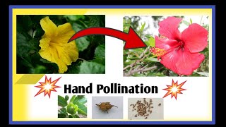 ದಾಸವಾಳ ಬೀಜ ತಯಾರಿಕೆ 🌺|Hand pollination |making hybrid seeds of hibiscus |Cross pollination |