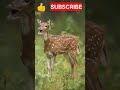 Deer || Deer Sounds || #shorts #viral #trending #deer