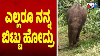 ಎಲ್ಲರೂ ನನ್ನ ಬಿಟ್ಟು ಹೋದ್ರು  | Hassan | Baby Elephant | Public TV