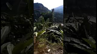 Passing By The Hilly Banana Plants #shorts #youtubeshorts #shortsvideo