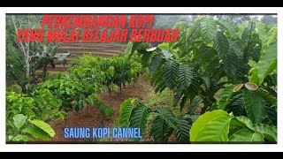 Melihat Perkembangan Kopi Yang Mulai Belajar Berbuah