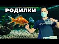 РОДИЛКИ ЗА РИБКИ | ЧАСТ 2