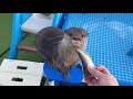 お魚くわえたカワウソがちょこまかしながらワイルドに完食　cute otter hana eats fish wildly