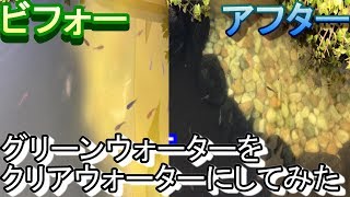 グリーンウォーター（青水）をクリアウォーター（透明）にする方法【ビオトープ編】