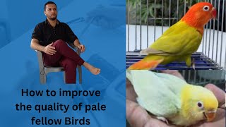 Pale Fellow | How to improve the quality of pale fellow Birds | HWI Aviary