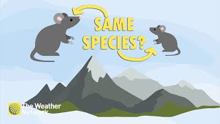 Size of Mysterious Mouse Species Depends on The Local Weather