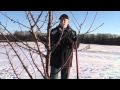 Gisela cherry rootstocks: pruning step 1