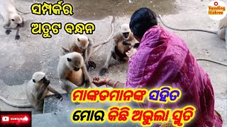 ମାଙ୍କଡ଼ ମାନଙ୍କ ସହ କିଛି ଅଭୁଲା ସ୍ମୃତି 🤗ସମ୍ପର୍କ ର ଅତୁଟ ବନ୍ଧନ 🤗monkey vdo