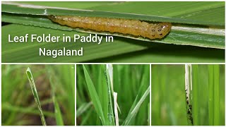 Leaf Folder in Paddy, Nagaland. Symptoms and Identification. Pest of Rice.