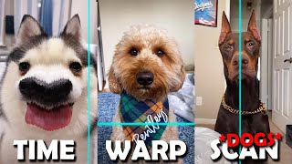 Time Warp Scan TikTok Compilation, but DOGS & CATS