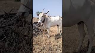 khillar Cow#trendingvideo#bailgadash