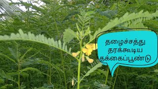 தழைச்சத்து தரக்கூடிய தக்கைப்பூண்டு