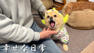 大好きな父親に沢山構ってもらえて幸せそうな愛犬がこちら…笑