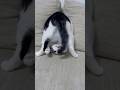 This cat has an evil spirit in it😱 #shorts #shortvideo #cat