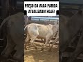 preÇo da vaca parida hoje no leilão atualizado gado roça agro vidanaroça vaca sitio nelore