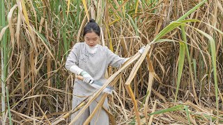 The Secret Behind Traditional Sugar Making in Northwest Vietnam!