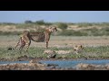 মাসাই মারা আফ্রিকা masai mara of africa wild life of africa আফ্রিকার জীববৈচিত্র্য