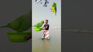 Birds catching vs Frog 🐸 vfx magic funny video#youtube #shortvideo #viralvideo