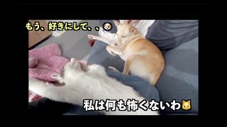 【3日目】先住犬の威嚇なんて怖くない！肝の座った元地域猫🐱