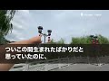 【スカッとする話】孫の七五三詣に夫だけ連れて行った息子「お祝いは家族だけでやるわｗ」夫「家政婦は留守番でもしてろｗ」私「…はい」3時間後、息子から鬼電…無視して永遠に他人扱いするとｗ【修羅場】