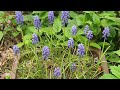 가장 키우기 쉬운 꽃 무스카리 grape hyacinth