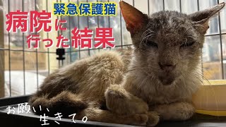 [野良猫保護]瀕死のイケジ、お願い、生きて。病院に行った結果、やっぱり危険な状態だった😢[猫エイズ]貧血、口内炎、疥癬…野良猫の過酷な実態。