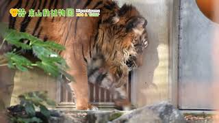 【東山動植物園公式】クンデとアオ《 スマトラトラ　トラ 》