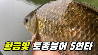 What a Strongest Carp!!!!!