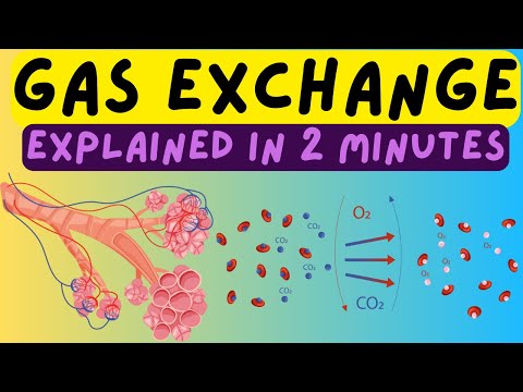 How does COPD affect gaseous exchange?