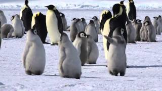 コウテイペンギンの営巣地を訪ねる旅（Emperor penguin rookery）