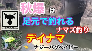 秋爆は足元で釣れるデイナマ ナマズ釣り ナジーバグ