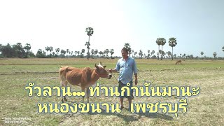 EP.​ 2​ ไปชมวัว​ลาน... ของท่านกำ​นันมานะ​ หนอง​ขนาน​  เพชรบุรี #วัวลานเพชรบุรี​