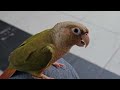 ไข่เน่าและเพื่อน ep.1 ซันคอนัวร์ กรีนชีค ค๊อกคาเทล 🦜🐦🦜 cockatiel sunconure greencheekconure