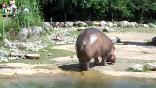 Hippo butt explosion