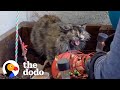 Spicy Feral Cat Knocks Rescuer's Phone Out Of Her Hand | The Dodo