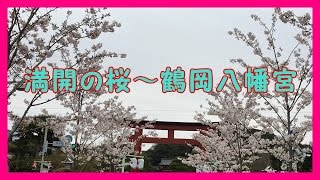 【お花見】鎌倉の鶴岡八幡宮🌸