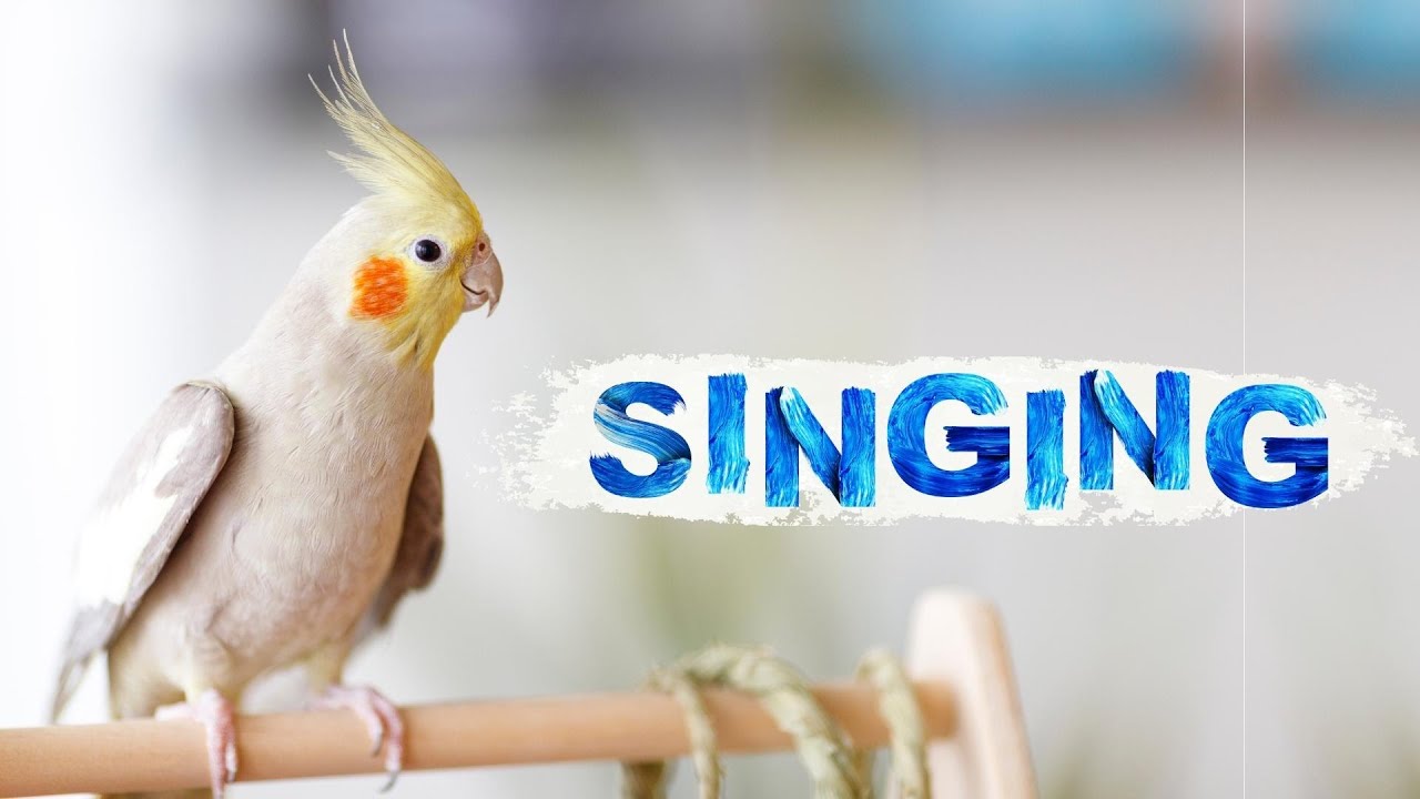 Happy Cockatiel Singing For 2 Hours рџњїcockatiel Singing Training Youtube
