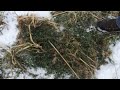 cover crops in ontario canada with blake vince