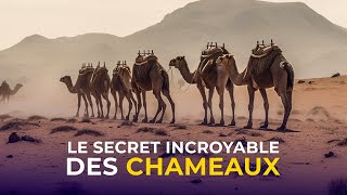 🐫 LE SAVIEZ VOUS ? Les chameaux peuvent boire jusqu'à 150 litres d'eau en une seule fois