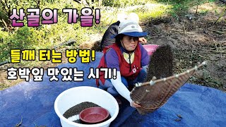 산골의 가을풍경! /들깨를 터는 방법! 맛있는 호박잎 먹는시기!!