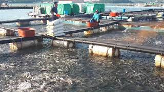 물반 고기반이 이런건가!!!??!!?남해 숭어 가두리 양식장 사료급이 (물고기 먹이주기) Asia korea aquaculture mullet, feeding ep.